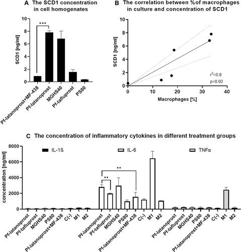 Figure 7 The molecular analysis of cell homogenates after 7-day exposition to analyzed excipients. (A) ELISA results showing the concentration of SCD1. The highest concentration of SCD1 desaturase was measured in the pf-latanoprost and MGHS40 groups, whereas MF-438 treatment decreased the SCD1 concentration by approximately sevenfold (p<0.001, Student’s t-test). Pf-tafluprost and PS80 treatment resulted in significantly lower concentrations of SCD1 in treated cells (p<0.05 Student’s t-test). (B) A significant positive correlation between the concentration of SCD1 and the percentage of macrophages in culture was observed (p=0.02, r2=0.8, Pearson’s correlation). The concentration of SCD1 in M1- and M2-positive controls was not related to the percentage of macrophages due to different turnover stimuli; thus, these groups were excluded from correlation analysis. (C) Proinflammatory markers in cell homogenates analyzed with MULTIPLEX Assay. Due to test sensitivity, we were able to detect only IL-1β, IL-6 and TNFα. For these cytokines, there were significant differences between groups. The IL-6 concentration was significantly higher in the pf-latanoprost group (2812.5±296 ng/mL) than in the pf-tafluprost group (1993±45 ng/mL) (p=0.01, Student’s t-test). Treatment with the SCD1 inhibitor decreased the IL-6 concentration in the pf-latanoprost group from 2812.5±296 ng/mL to 1555.75±134 ng/mL (p=0.01, Student’s t-test). For TNFα and IL-1β concentrations, we did not detect significant differences (p>0.05, ANOVA), except in the M1 control group, which additionally confirmed the proinflammatory features of these cells. ***p<0.001; **p<0.01.