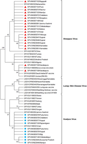 Figure 2. Phylogenetic tree based on the RPO30 gene sequences of Indian sheeppox virus (SPPV) and goatpox virus (GTPV) isolates: Phylogenetic tree constructed by using RPO30 gene sequences of Indian isolates (n = 22) in this study and previously reported sequences from India and foreign countries (n = 49) of capripoxvirus isolates available in GenBank. The tree was obtained by the maximum likelihood method of MEGA version 10 (bootstrap 1000). The sequences of SPPV from this study are indicted by red-colored triangles and GTPV are indicated by blue-colored circles.