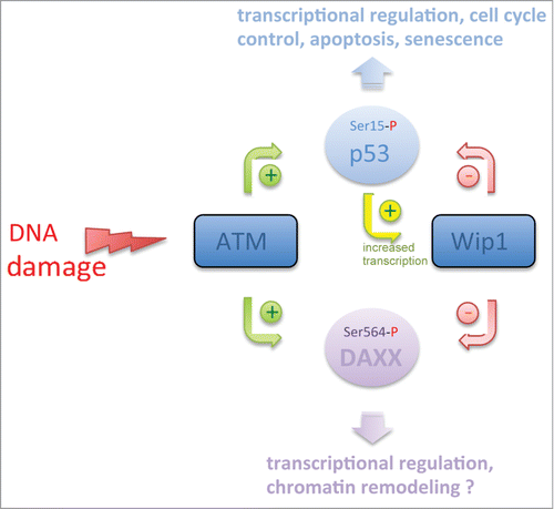 Figure 1. Regulation of DAXX phosphorylation by the ATM/Wip1 Axis. ATM protein kinase and Wip1 protein phosphatase promote (green arrows) or reduce (red arrows) phosphorylation of p53 and DAXX, respectively. Notice the negative feedback loop linking p53 to Wip1 (yellow arrow) and by which p53 is autoregulated.