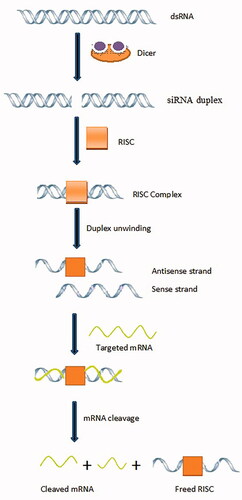 Figure 3. Mechanism of gene silencing.