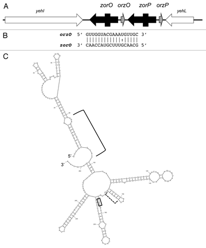 Figure 3. Zor-Orz locus of E. coli O157:H7 str. EDL933. (A) Genetic organization of the locus. Note the arrows for zorO and zorP indicate the mRNAs; the boxes within the arrows indicate the coding region of the sequences. (B) Base pairing between zorO and OrzO. (C) Predicted secondary structure of zorO.Citation28 The start codon is boxed; the predicted ribosome binding site is indicated by the dashed bracket; the region of base pairing to OhsC is indicated by the bracket.