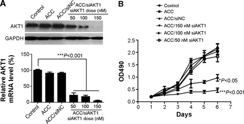 Figure 5 In vitro AKT1 silencing by ACC/CaIP6/siAKT1 transfection in MCF-7 cells.Notes: (A) AKT1 mRNA and protein expression after transfecting MCF-7 cells with ACC/CaIP6/siAKT1 complexes was assessed by real-time polymerase chain reaction and Western blots, respectively. ***P<0.001 versus control. (B) The MTT assay was used to assess MCF-7 cell viability after transfecting cells with ACC/CaIP6 complexes containing different concentrations of siAKT1 (*P<0.05, ***P<0.001 versus control). (C) Flow cytometry was used to determine the cell cycles of MCF-7 cells 48 hours after ACC/CaIP6/siAKT1 transfection. (D) Apoptosis was measured using Annexin V-phycoerythrin/propidium iodide staining for MCF-7 cells treated with various ACC/CaIP6/siRNA complexes (one of three replicates is shown).Abbreviations: ACC, amorphous cal cium carbonate; ACC/CaIP6, amorphous calcium carbonate hybrid nanospheres functionalized with a Ca(II)-inositol hexakisphosphate compound; siAKT1, small interfering AKT1; siNC, control small interfering RNA; OD, optical density; PI, propidium iodide.