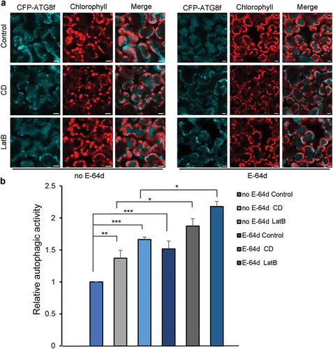 Figure 6. 24-h treatment of leaves with 20 μM CD or 25 μM LatB activates autophagy. (a) Representative confocal images of autophagy level in 20 μM CD and 25 μM LatB 24 h-treated leaves with (right) or without (left) E-64d. Images were taken at the end of the day (dark 8 h). Autophagic structures were labeled by CFP-ATG8f. 100 μM E-64d was pre-infiltrated at 12 h ahead of imaging. Scale bars: 10 μm. (b) Relative autophagic activity in drug-treated leaves with or without E-64d. Autophagic activity in control plants without E-64d treatment was set to 1.0. More than 150 cells were quantified in each treatment. Values are means ± SE from 3 independent experiments. Student’s t test was performed to indicate significant difference (* 0.01 < p < 0.05, ** 0.001 < p < 0.01, *** p < 0.001).