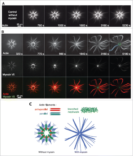 Figure 6. Selective contraction and disassembly of antiparallel actin filaments via myosin motor action. (A) Fluorescence images over time of actin network assembly on an 8-branch radial array. (B) Fluorescence time series of myosin VI-induced selective contraction and disassembly of actin. (C) Schematic of final architecture on an 8-branch actin array in absence and presence of myosin. Reproduced from ref. Citation84 with permission. © 2012 The American Association for the Advancement of Science.