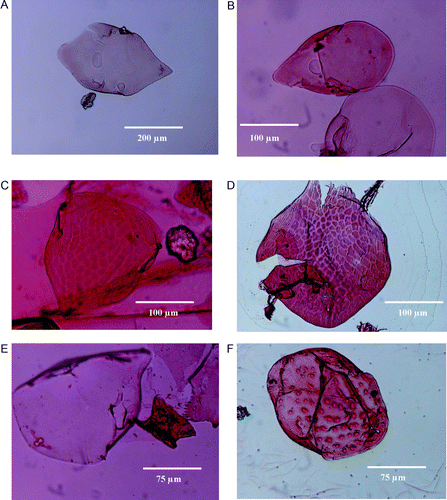 Fig. 2  Headshields of some chydorid Cladocera recorded by GRK from the surface sediment samples of various lakes from South Island, New Zealand. Specimens are yet to be identified fully. (a) Lake L0424 (lowland grassland); (b) Lake L0407 (lowland forest); (c) Lake L0405 (lowland forest); (d) Lake L0412 (upland grassland); (e) Lake L0423 (lowland shrubland); (f) Lake L0419 (rocky catchment). Please refer to the text for details.