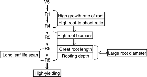Fig. 9  A diagram describing the characteristics of root morphology of high-yielding soybean in the north-east of China