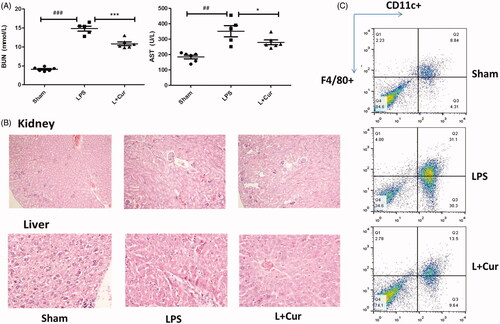 Figure 6. Curcumin ameliorates the histopathological damage in LPS-induced sepsis. Male C57BL/6 mice (n = 18) were randomly divided into three groups: a. carboxymethyl cellulose solution. b. LPS (10 mg/kg). c. LPS + Cur (20 mg/kg). (A) The levels of serum AST, BUN were determined using an automatic biochemical analyzer. (B) Hematoxylin and eosin staining of kidney and liver sections from mice assessed 16 h after LPS challenge. C. Representative proportions of macrophage (F4/80+CD11c+) in spleen from each group were detected using Flow Cytometry (##p < 0.01, ###p < 0.001 vs control; *p < 0.05, ***p < 0.001 vs LPS alone).