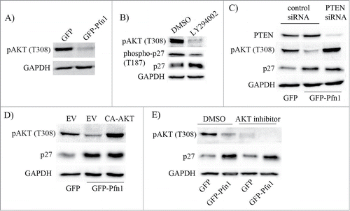 Figure 3. Deficiency in PI3K/AKT signaling does not account for Pfn1-induced accumulation of p27 in MDA-231 cells. (A) Total lysates prepared from sub-confluent cultures of GFP- and GFP-Pfn1-expressing MDA-231 cells were run on an SDS-PAGE and immunoblotted with phospho-AKT (T308) antibody. (B) Total extracts prepared from GFP-expressing cells following treatment with 25 μM of either LY294002 or DMSO (vehicle control) for 24 hours were resolved by SDS-PAGE and immunoblotted with the indicated antibodies. (C) Total extracts of GFP- and GFP-Pfn1 expressors transfected with 100 nM of either non-targeting control or PTEN-siRNAs were resolved by SDS-PAGE and immunoblotted for PTEN and p27. (D) P27 and pAKT (T308) immunoblots of total lysates prepared from GFP- and GFP-Pfn1 expressors transfected with either empty vector (EV) or constitutively active AKT (CA-AKT) encoding plasmids. (E) Phospho-AKT (T308) and p27 immunoblots of extracts prepared from GFP- and GFP-Pfn1 overexpressors following treatment with 25 μM of either AKT inhibitor or DMSO (vehicle control) for 24 hours. GAPDH blot served as the loading control in all experiments. These data are representative of 2–3 independent experiments.