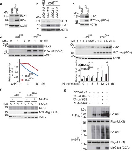 Figure 5. GCA stabilized ULK1 by inhibiting its K48-linked ubiquitination. (a) K562 and K562IMres cells were subjected to immunoblotting for ULK1, GCA, and ACTB. (b) K562IMres cells were transfected with control, GCA #1 and #2 siRNAs. Cell lysates were subjected to immunoblotting for ULK1, GCA and ACTB. (c) K562puro and K562GCA cells were lysed and subjected to immunoblotting for ULK1, MYC-tag (GCA) and ACTB. (d) K562puro and K562GCA cells were treated with cycloheximide (CHX) for the indicated times and subjected to immunoblotting for ULK1, MYC-tag (GCA) and ACTB (top panel). Relative expression of ULK1 is graphed (bottom panel). (e) K562puro and K562GCA cells were treated with 250 nM imatinib for the indicated time. The cell lysates were immunoblotted analysis of ULK1, MYC-tag (GCA) and ACTB (top panel). Relative expression of ULK1 from 3 independent experiments is plotted (bottom panel). The error bars indicate the S.D. Student’s t-test, **p < 0.01. (f) K562puro and K562GCA cells were transfected with control (defined as ‘C’) and GCA siRNA and treated with/without 20 μM MG132 for 6 h. Cells were lysed and subjected to immunoblotting for ULK1, MYC-tag (GCA) and ACTB. (g) K562 cells were transfected with the indicated expression plasmids. Cell lysates were subjected to immunoprecipitation with anti-Flag antibody (for SFB-ULK1, SFB: S-tag, Flag-tag, and Biotin-tag). Cell lysates and immunoprecipitated samples were subjected to immunoblotting for HA (ubiquitin), Flag (ULK1) and MYC-tag (GCA).