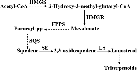 Figure 1. Triterpenoid biosynthetic pathway of I. baumii.