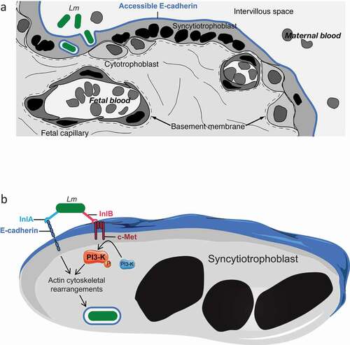 Figure 1. InlA and InlB dependent breaching of the placental barrier by Listeria monocytogenes.