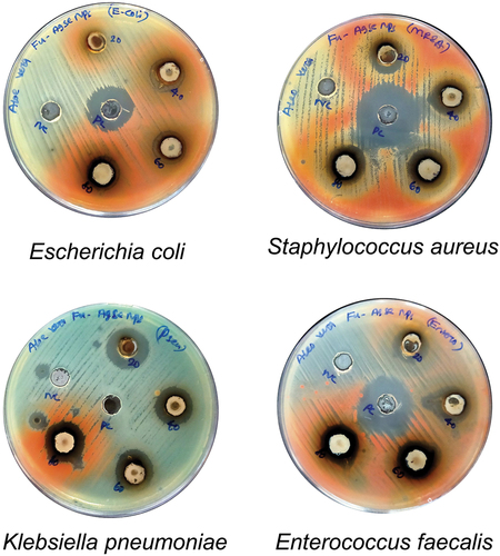 Figure 8. Antimicrobial activity of Ag-Se/Fu nanocomposites.