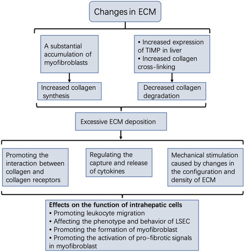 Figure 4. changes in ECM in the liver microenvironment.