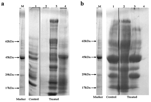 Figure 2. Effect of various treatments on protein profile of a) Ralstonia solanacearum (RS) and b) Xanthomonas axonopodis pv vesicatoria (Xav) lanes represent the following M: marker, 1: control (untreated bacteria), 2: streptomycin sulphate (50 mg/L), 3: E. hirta methanol extract (320 mg/L) for RS whereas E. hirta methanol extract (640 mg/L) for Xav and 4: E. hirta methanol extract (1280 mg/L) for both the bacteria. The treatments were performed for 24 h.