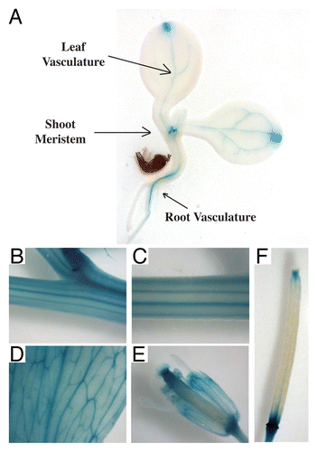 Figure 1.PIN6 reporter expression is stronger in the vasculature of roots, cotyledons, leaves, stems and reproductive organs. GUS staining patterns of a representative transgenic line harboring PIN6 promoter (-1794bp) fused to β-glucuronidase (GUS).Citation27 Stronger GUS staining was observed in the vasculature of most tissues tested. Reporter gene expression was most intense in the shoot apex of 7 d old seedlings (A), vasculature of the floral stem (B and C), cauline leaves (D), floral sepals (E) and the silique (F), as well as in the nectary, pollen and floral organ boundaries (F). Plant tissues were incubated in a previously described GUS histochemical assay mixture for 24 h to enhance detection of GUS reporter gene activity.Citation36 Construction of the promoter-reporter binary vector (pMDC32-PIN6::GUS) and plant transformation were as previously described.Citation27