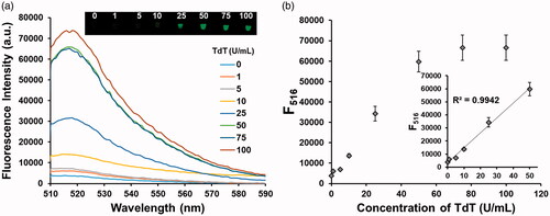 Figure 3. Sensitivity of the TdT activity assay. (a) Fluorescence spectra from BODIPY and (b) fluorescence intensities at 516 nm from BODIPY in the presence of TdT at varying concentrations. Insets in (a) and (b) indicate the corresponding photographs under UV light and linear relationship between fluorescence intensity at 516 nm and TdT concentration, respectively.