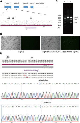 Figure 2 The ANGPTL8/betatrophin gene was knocked out in HepG2 cells using CRISPR/Cas9. (A) Schematic representation of the ANGPTL8/betatrophin gene and the target sites of CRISPR. (B) The transfection efficiency was evaluated by fluorescence microscopy. The plasmid PX458-ANGPTL8/betatrophin was transfected into HepG2 cells for 48 h. (C) T7E1 analysis of the efficiency of CRISPR-induced ANGPTL8/betatrophin mutation after two rounds of targeting. (D) Sequencing of the target region in one of the selected ANGPTL8/betatrophin knockout cell clones. M, DNA Marker C (100–1200 bp); 1, in the absence of T7E1 enzyme; 2, in the presence of T7E1 enzyme.