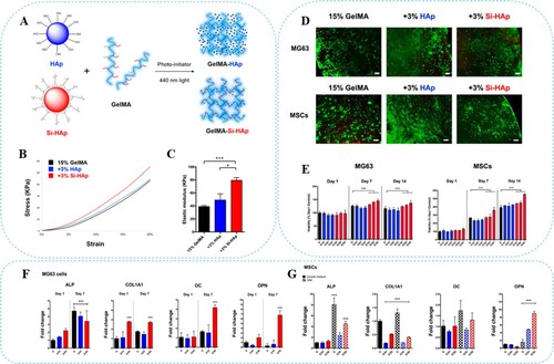 Figure 6. Mechanical and biological properties of GelMA-HAp and GelMA-Si-HAp composite hydrogels. (A) Schematic representation of the preparation of composite hydrogel constructs. (B) Stress and strain curve of GelMA-HAp (blue) and GelMA-Si-HAp (red) hydrogels (3% fillers). (C) Elastic modulus of GelMA-HAp and GelMA-Si-HAp hydrogels. (D) Live/dead cell viability assay of human MG63 cells and MSCs on day 14; green-calcein AM, red-ethidium homodimer-1. (E) MTT assay of human MG63 and MSCs on day 1, day 7, day 14 (G: 15% GelMA, G1H-G3H: 15% GelMA with 1–3% HAp, G1Si–G3Si: 15% GelMA with 1–3% Si-HAp). (F) The expressions of alkaline phosphatase (ALP), collagen type 1, alpha 1 (COL1A1), osteocalcin (OC), and osteopontin (OPN) in MG63 cell-laden composite hydrogels were quantified by qPCR on day 1 and day 7. Fold change was normalized to the day 1 GelMA group. (G) Four osteogenic markers in MSCs laden composite hydrogels were quantified by qPCR on day 7. MSCs were cultured with a growth medium or osteogenic induction medium. Gene expression was normalized to the GelMA group with growth medium. G: 15% GelMA, G3H: 15% GelMA with 3% HAp, G3Si: 15% GelMA with 3% Si-HAp. *p < 0.05, ***p < 0.001. Reprinted from [Citation138] under CC by 4.0 Licence.
