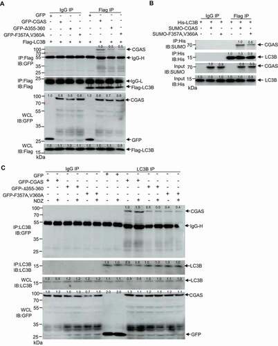 Figure 3. LIR domain of CGAS was required for CGAS-LC3 interaction. (A) Immunoblot of cell lysates and anti-Flag immunoprecipitates from HEK293 cells that had been stably transfected with Flag-LC3B and GFP-CGAS, GFP-CGASΔ355-360 or GFP-CGASF357A,V360A. (B) Results of in vitro precipitation assay with anti-His antibody and protein agarose of His-tagged LC3B and SUMO-tagged CGAS or SUMO-tagged CGASF357A,V360A. (C) Immunoblot of cell lysates and anti-LC3B immunoprecipitates from U2OS cells that had been stably transfected with GFP, GFP-CGAS, GFP-CGASΔ355-360 or GFP-CGASF357A,V360A in the absence or presence of NDZ (300 nM) treatment for 24 h followed by 48-h recovery. Data are representative of n = 3 independent experiments