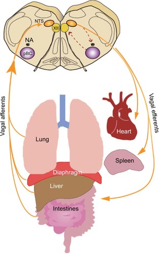 Figure 1 Overview of vagal circuitry linking the central and peripheral nervous system.Notes: Visceral afferents converge on the NTS in the brain stem, the first point of integration between the peripheral autonomic nervous system and the central nervous system. Visceral afferents project from the dorsal motor nucleus of the vagus and are key to exerting autonomic control in the periphery.Abbreviations: NA, nucleus ambiguus; NTS, nucleus tractus solitarii; pBC, preBötzinger complex.