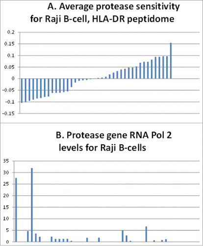 Figure 5. Correlation of Raji B-cell, protease gene, pol 2 levels with the HLA-DR peptidome epitopes' resistance to the proteases. (A) Sensitivity (above the average midline) or resistance (below the average midline) of epitopes of the Raji B-cell HLA-DR peptidome determined in ref.Citation3 (B) Levels of RNA polymerase 2 associated with the protease genes representing the above bars in the histogram of (A).