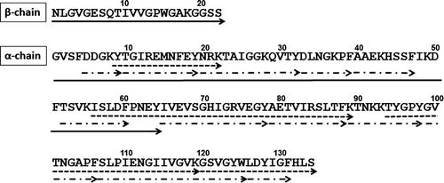 Fig. 4. Sequence of TAA-G.Notes: α-Chain and β-chain of TAA-G were sequenced after HPLC separation by a Protein-R column. The sequence of α-chain was constructed based on the sequence from N-terminus and peptide sequences obtained after enzyme digestion. Solid line, sequence from N-terminus; dashed line, lysyl endopeptic peptide; and long-dashed dotted line, chymotryptic peptide.
