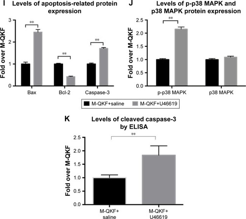 Figure 6 M-QKF alleviates neuronal apoptosis by inhibiting p38 MAPK.
