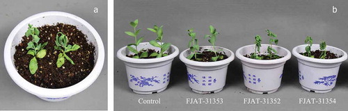 Fig. 2 (Colour online) Disease symptoms on lisianthus plants after artificial inoculation with Fusarium solani. a, Disease symptoms with leaf yellowing, stunting and wilting; b, Diseases caused by isolates FJAT-31 352 and FJAT-31 354, but not by isolate FJAT-31 353. The 2-month-old lisianthus seedlings were inoculated with the isolates by dipping the roots into a conidial suspension (2 × 106 conidia mL−1), while control seedlings were treated with sterile water. All treated plants were potted in autoclaved commercial cultivation substrates and maintained at 25/20°C and 70/40% relative humidity (day/night) in a growth chamber with a 16 h day-8 h night cycle.