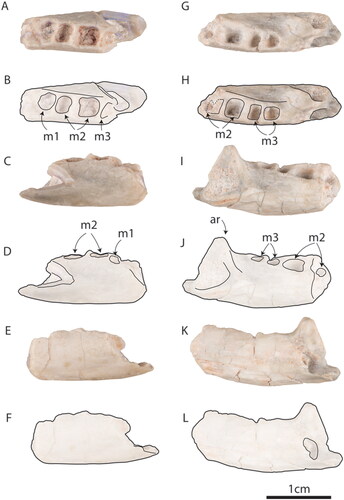 Fig. 4. Steropodon galmani AM F97263 in A, B, occlusal, C, D, buccal and E, F, lingual views. Steropodon galmani AM F161197 in G, H, occlusal, I, J, buccal and K, L, lingual views.