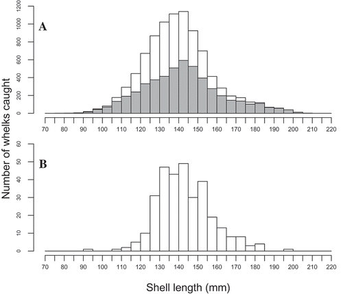 FIGURE 2. Shell length frequencies (in 5-mm intervals) for channeled whelks captured from Buzzards Bay, Massachusetts, in 2010–2012: (A) all whelks captured in 2010 (unshaded bars) or 2011 (gray-shaded bars); and (B) marked whelks that were recaptured in 2011 and 2012.