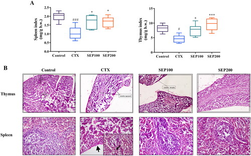 Figure 6. Effect of standardized E. purpurea (SEP) extract on immune organs in CTX-treated mice. (A) Organ indices (B) Representative photomicrographs of H&E-stained thymus and spleen for each group (magnification 100×). Control: normal control group; CTX: cyclophosphamide-induced model group; SEP100: challenged with CTX and treated with 100 mg/kg/day SEP extract; SEP200: challenged with CTX and treated with 200 mg/kg/day SEP extract. Data are expressed as mean ± SD (n = 6). #p < 0.05 and ###p < 0.001 vs. control; *p < 0.05 and ***p < 0.001 vs. CTX group.