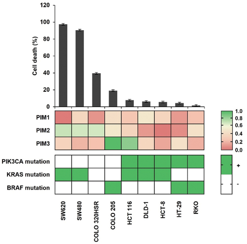 Figure 1. Cell death efficacy of SMI-4a against various CRC cell lines. Cell death rates evaluated by trypan blue exclusion after 72 h treatment with 30 μM SMI-4a in nine CRC cell lines (top). Expression of PIM kinases by Western blot and RT-PCR (middle) was conducted to analyze the genotype of major oncogenic mutation in CRC cell lines (bottom). Experiments were conducted three times in triplicate.