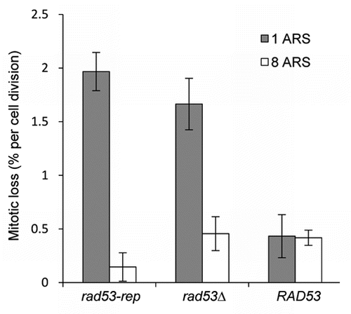 Figure 6 The rad53-rep mutant exhibits a minichromosome loss phenotype. RAD53 (TMH122), rad53-rep (TMH115) and rad53Δ (TMH116) sml1Δ strains were transformed with plasmids containing either one ARS (pDK243) or eight ARS elements (pDK368-7). Mitotic loss rates were calculated by fluctuation tests. The data represent mean values calculated from three independent experiments.