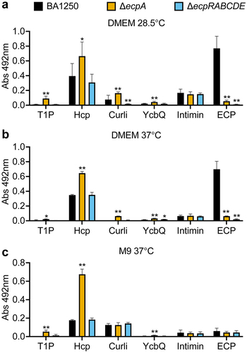 Figure 6. Differential adhesin production associated with ECP expression. Expression levels of the indicated adhesins by BA1250, BA1250ΔecpA, and BA1250ΔecpRABCDEwere quantified by ELISA following growth in (a) DMEM at 28.5°C, (b) DMEM at 37°C, or (c) M9 at 37°C. Bars indicate mean values ± SD from three independent experiments with duplicate samples. **, P < 0.002 and *, P < 0.03, relative to BA1250 as determined by Mann Whitney Utests.