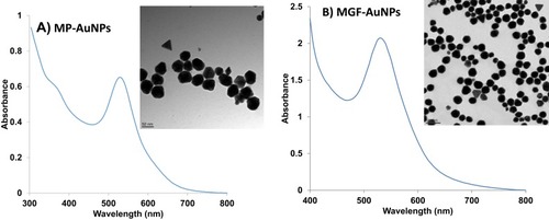 Figure 3 Characterization of AuNPs by UV-Visible spectrum and TEM techniques (A) MP-AuNPs, (B) MGF-AuNPs.