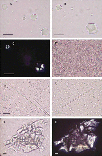 Figure 7  Microparts of cultigens from modern reference samples (mounted in glycerol jelly; transmitted or cross-polarized light (CPL), the latter with black background; 400× or 600×; scale bars: 20 µm). A–C, Starch grains of Ipomoea batatas root. Grains are spherical to sub-spherical, often bell-shaped, up to c. 25 µm diam., with a vacuole at the central hilum, and nearly all have one domed surface and up to six flattened pressure facets. Vacuole clearly visible in lower left grain (b). Top left grain (a) has six facets. Grains in (a) viewed in CPL with central Maltese cross. D, Amyloplast of Colocasia esculenta corm, with high concentration of tiny grains. Abundant individual grains are scattered outside. Amyloplasts are ovate, up to c. 185 µm diam., with thin walls, <0.5 µm thick. Grains are mostly <4 µm in diameter, spherical and often angular. E, ‘Long-thin’ raphides (and scattered starch grains) of C. esculenta. These are up to c. 125 µm long and <0.25 µm diam. F, ‘Short-thick’ raphides (and scattered starch grains) of C. esculenta. These are up to c. 90 µm long and 1.0–2.5 µm diam. G,H, Druse of C. esculenta, also shown in CPL.