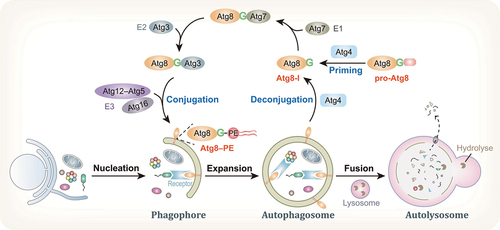 Figure 1. Overview of the autophagy pathway and Atg8 processing. The autophagosome is formed along with the nucleation, expansion, and sealing of the phagophore, upon autophagy induction by environmental stresses. After the subsequent fusion of autophagosomes with lysosomes, cargoes are degraded by lysosomal hydrolyses inside autolysosomes and recycled. In the autophagy process, the newly synthesized Atg8 protein is primed by the cysteine protease Atg4 to expose a C-terminal glycine residue and, thus, generate Atg8-I. Subsequently, a ubiquitin-like conjugation reaction catalyzed by E1-like Atg7, E2-like Atg3 and the E3-like Atg12–Atg5-Atg16 complex mediates Atg8 conjugation to PE on membranes. In addition, Atg4 is also responsible for Atg8–PE deconjugation from the outer surface of autophagosomes.