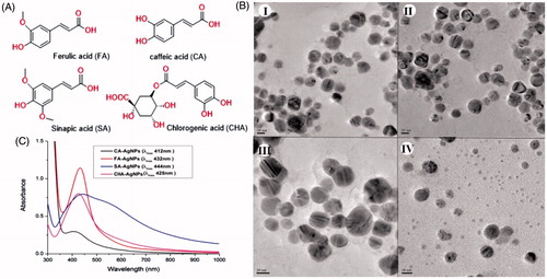 Figure 4. (A) Structure of the isolated compounds, (B) UV–Vis spectra of silver nanoparticles synthesized from isolated compounds, (C) HR-TEM image of silver nanoparticles synthesized from (I) FA: ferulic acid, (II) CA: caffeic acid, (III) SA: sinapic acid, and (IV) CHA: chlorogenic acid.