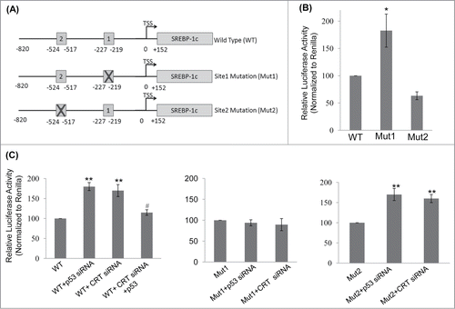 Figure 4. p53 binding site on the SREBP-1c promoter and its occupancy regulates SREBP-1c promoter activity. (A) The wild type (WT) SREBP-1c promoter harbouring 2 binding sites for p53 (site 1 at −219 bp and site 2 at −517bp) is shown. Mutations in both these sites were done independently by base substitution at 4 positions within the binding site (site 1 mutation: Mut1; site 2 mutation: Mut 2). (B) HepG2 cells were transfected with either the wild type SREBP-1c promoter construct (WT) or the mutated constructs (Mut1 or Mut2) and luciferase activity was assessed using the Dual luciferase assay kit. Renilla luciferase (30 ng) was cotransfected and used as the normalization control. (C) HepG2 cells were transfected with the WT or mutated SREBP-1c promoter constructs as in ‘B’ and also co-transfected with either the scramble or p53 siRNA or CRT siRNA or with CRT siRNA and the p53 cDNA clone (1 μg). After 48 h, cells were lysed and luciferase activities were determined. All experiments were done thrice and values are means ± SEM. **p < 0.01 and *p < 0.05 as compared to WT or Mut2 and #p < 0.05 as compared to CRT siRNA alone.