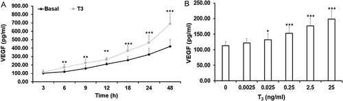 Figure 1. Time course and dose response of VEGF secretion in response to T3 by MLTC-1 cells. (A) Time course of VEGF secretion in response to 2.5 ng/ml of T3. Lines represent mean ± SD of three experiments; each experiment was done in triplicate (n = 9). ** p < 0.01; *** p < 0.001 between untreated and T3 treated cells at respective time points. (B) Dose response of T3 on VEGF secretion. MLTC-1 cells were incubated for 6 hours with different doses of T3. Bars represent mean ± SD of three experiments; each experiment was done in triplicate (n = 9). * p < 0.05; *** p < 0.001 between untreated and different dose of T3 treated groups.