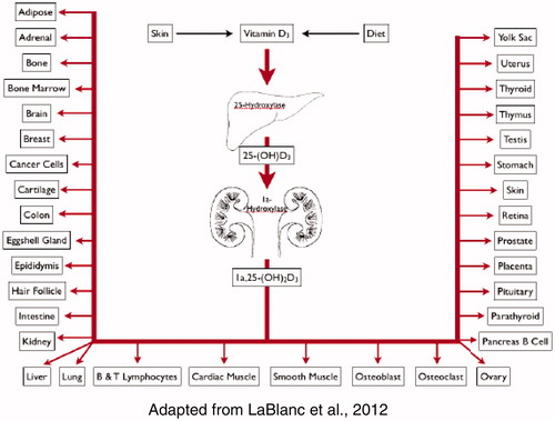 Figure 9. Vitamin D synthesis and sites of action.