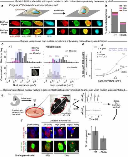 Figure 2. In progeria cells and cells in intact beating embryonic chick hearts, high Gaussian curvature favors nuclear rupture, even when myosin stress is inhibited.