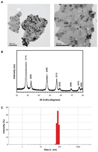 Figure 2 Physicochemical characterization of CeO2 nanoparticles. (A) Transmission electron microscopic images of nanoparticle suspensions (low and high magnification). (B) X-ray diffraction analysis pattern of CeO2 nanoparticles. (C) Dynamic light scattering analysis of CeO2 nanoparticles suspension (1 μg/mL) in ex-vivo cell culture medium performed using Malvern Zetasizer Nano.