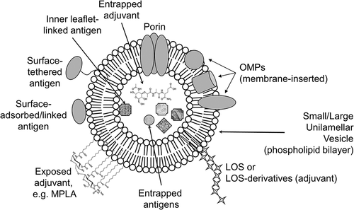Figure 1. Cartoon of a liposome incorporating Neisseria antigens, with the addition of adjuvants. The cartoon shows the bilayer structure of a unilamellar vesicle containing antigens and adjuvants either intercalated into the membrane itself, or attached to the surface or entrapped. OMPs, Outer Membrane Proteins; LOS, lipooligosaccharide; MPLA, MonoPhosphoryl Lipid A adjuvant