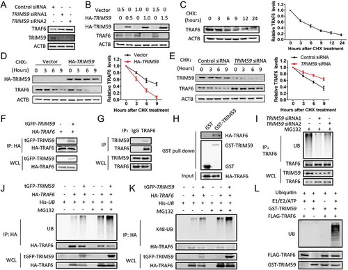 Figure 5. TRIM59 regulates the degradation of TRAF6 by ubiquitination. (a) TRIM59 was knocked down in H1299 cells and protein expression was detected using the indicated antibodies. (b) H1299 cells were transfected with a plasmid encoding HA-TRIM59 with gradually increasing the amount of the plasmid. The expression of TRAF6 and TRIM59 was detected by western blot using anti-TRAF6 and anti-HA antibodies. (c) H1299 cells were treated with 25 μg/ml cycloheximide (CHX) for different times and the TRAF6 expression was detected by western blot (left panel). TRAF6 expression relative to ACTB was quantified. Data represent the average of 3 independent experiments (mean± SD) (right panel). (d) H1299 cells were transfected with a plasmid encoding HA-TRIM59, treated with 25 μg/ml CHX for different time points and then immunoblotted with antibodies against HA, TRAF6 and ACTB (left panel). TRAF6 expression relative to ACTB was quantified. Data represent the average of 3 independent experiments (mean± SD) (right panel). (e) H1299 cells were transfected with control or TRIM59 siRNA, treated with 25 μg/ml CHX for different time points and then immunoblotted with antibodies against TRIM59, TRAF6 and ACTB (left panel). TRAF6 expression relative to ACTB was quantified. Data represent the average of 3 independent experiments (mean± SD) (right panel). (f) H1299 cells were co-transfected with a plasmid encoding HA-TRAF6 and either tGFP-TRIM59 or empty vector. The cell lysates were immunoprecipitated with HA antibody and blotted with HA and tGFP antibodies. (g) The lysate of H1299 cells was immunoprecipitated using TRAF6 antibody or normal rabbit IgG, and blotted with TRAF6 and TRIM59 antibodies. (h) GST-TRIM59 purified with glutathione Sepharose beads was incubated with extracts from HA-TRAF6-transfected 293T cells. Western blot was performed to detect the indicated proteins using anti-HA and anti-GST antibodies. (i) H1299 cells were transfected with TRIM59 siRNAs. After 42 h, the cells were treated with MG132 for 6 h. The lysates were immunoprecipitated using TRAF6 antibody and blotted with the indicated antibodies. (j) H1299 cells were co-transfected with a plasmid encoding His-UB, HA-TRAF6 and either tGFP-TRIM59 or empty vector. After 42 h, the cells were treated with or without MG132 for 6 h. Proteins were immunoprecipitated with HA antibody. The ubiquitination was detected using an antibody specific for ubiquitin, and TRAF6 and TRIM59 were detected using anti-HA and anti-tGFP antibodies. (k) H1299 cells were co-transfected with a plasmid encoding His-UB, HA-TRAF6 and either tGFP-TRIM59 or empty vector. Proteins were immunoprecipitated with HA antibody. The K48-linked ubiquitination was detected using an antibody specifically targeting ubiquitin that was K48 linked. TRAF6 and TRIM59 were detected using anti-HA and anti-tGFP antibodies. (l) The purified GST-TRIM59 was incubated with the indicated reaction component. The reaction mixture was subjected to western blot using antibodies against ubiquitin, Flag and GST.