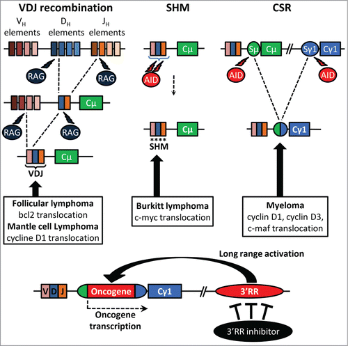Figure 1. DNA recombination and mutations occur during B-cell maturation. RAG-induced (during VDJ recombination) and AID-induced (during CSR and SHM) DNA breaks are potential sites of oncogene translocations. The IgH 3′RR may act as an oncogene deregulator by its long range transcriptional activity. Targeting 3′RR transcriptional activity might be a therapeutic strategy for the treatment of mature B-cell lymphomas.
