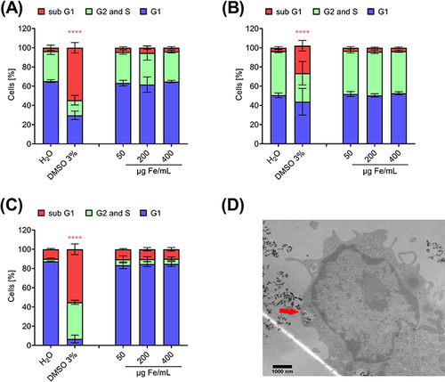 Figure 4 PIT-Analysis of cell cycle phases in (A) Jurkat T-cells, (B) THP-1 cells and (C) PBMCs after incubation with nanoparticles for 24 h. H2O served as negative control and DMSO 3% as positive control. Experiments were performed in three independent replications. Shown are the mean values with standard deviations. Significance was calculated with a one-way ANOVA test; ****p < 0.0001. P values higher than 0.05 were considered non-significant (ns). (D) shows a TEM-image of SPION-APTES-Pep engulfed by a phagocytic PBMC (red arrow) after 24 h of incubation with 400 µg Fe/mL.