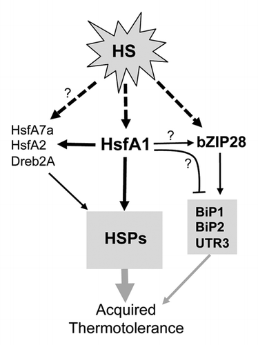 Figure 3. Simplified working model of the transcription network of the HSR in Arabidopsis. HsfA1 represents HsfA1a/b/d. The arrows with dashed lines indicate activation of the transcription factors by posttranslational modifications. The black arrows and a bar-head with solid lines indicate positive and negative transcription regulation, respectively. The question marks denote links to be confirmed. The proteins shown in gray boxes are a sample list of target genes of the transcription factors. The gray arrows of different thicknesses indicate speculative degrees of acquired thermotolerance conferred by different HSR pathways.