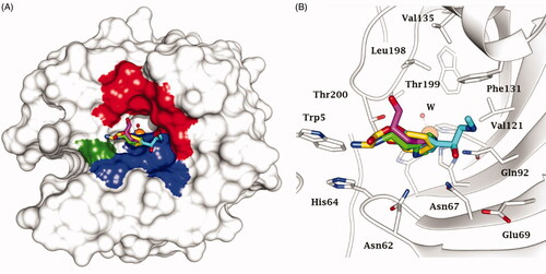 Figure 2. Superimposition of CAA – hCA II complexes as determined by X-ray crystallography. (A) Surface view: the hydrophobic half of the active site is coloured red; HisCitation64 is coloured green and the hydrophilic half in blue. (B) Ribbon active site view. The activators are histamine, in green (PDB 1AVN); L-His, in magenta (PDB 2ABE); L-Phe, in gold (PDB 2FMG); adrenaline, in cyan (PDB 2HKK).