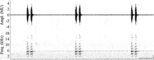 Figure 2. Advertisement call of Hylodes pipilans (MNRJ 92155) from the Parque Nacional da Serra dos Órgãos, municipality of Magé, state of Rio de Janeiro, southeastern Brazil. Oscilogram and spectrogram showing three calls emitted in sequence. Note the presence of a high number of highlighted harmonics (ca. ten harmonics). Horizontal scale bars have 0.2 s; vertical scale bars have 1 kHz. Filter bandwidth (Hz): 135.